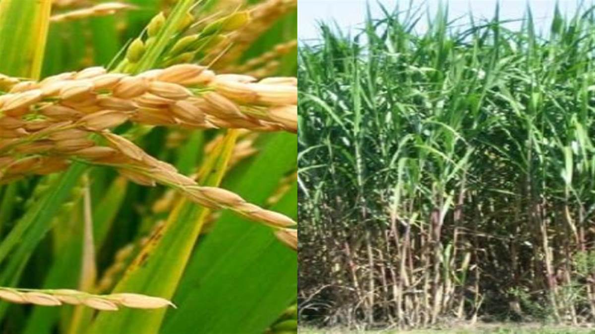धान के साथ गन्ना की खेती पर अतिरिक्त अनुदान देगी नीतीश सरकार | बढ़ता बिहार, उद्यम विहार